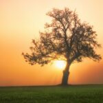 A single tree - being