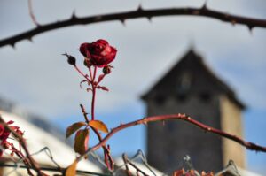 Red rose between thorns